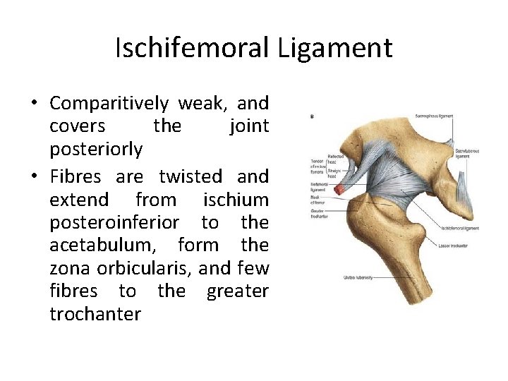 Ischifemoral Ligament • Comparitively weak, and covers the joint posteriorly • Fibres are twisted