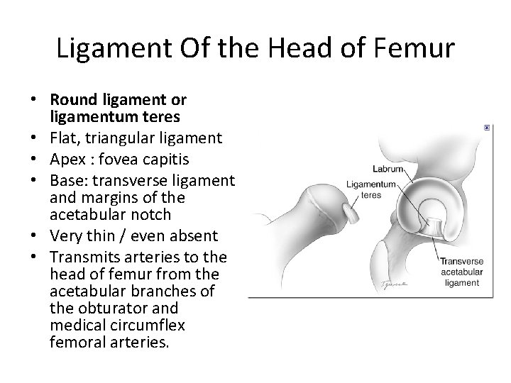 Ligament Of the Head of Femur • Round ligament or ligamentum teres • Flat,