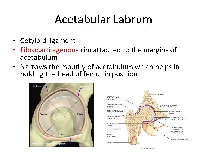 Acetabular Labrum • Cotyloid ligament • Fibrocartilagenous rim attached to the margins of acetabulum