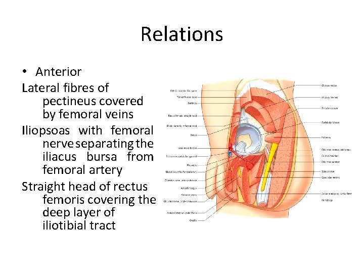 Relations • Anterior Lateral fibres of pectineus covered by femoral veins Iliopsoas with femoral