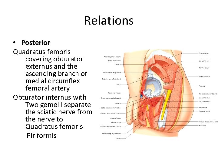 Relations • Posterior Quadratus femoris covering obturator externus and the ascending branch of medial
