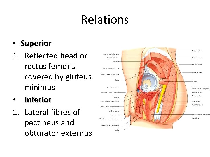 Relations • Superior 1. Reflected head or rectus femoris covered by gluteus minimus •