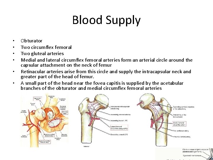 Blood Supply • • • Obturator Two circumflex femoral Two gluteal arteries Medial and