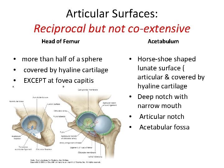 Articular Surfaces: Reciprocal but not co-extensive Head of Femur • more than half of