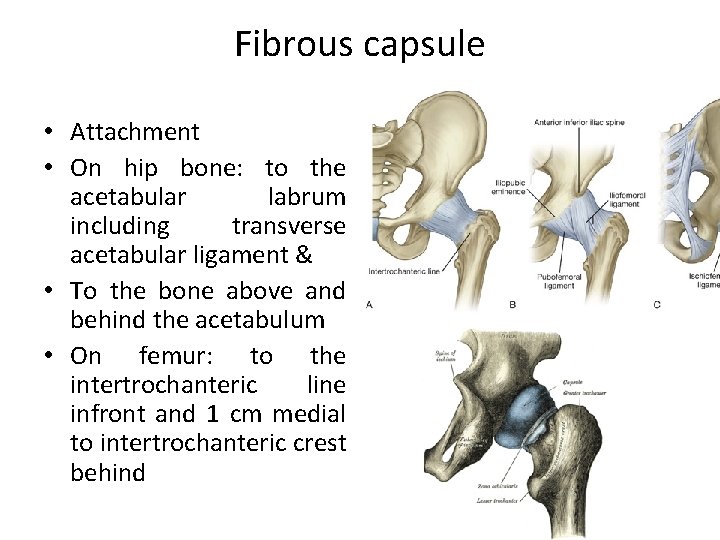 Fibrous capsule • Attachment • On hip bone: to the acetabular labrum including transverse