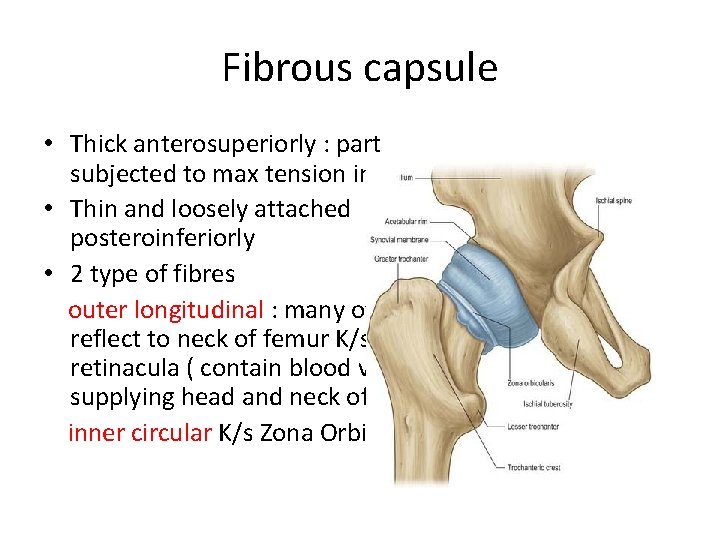 Fibrous capsule • Thick anterosuperiorly : part subjected to max tension in standing •