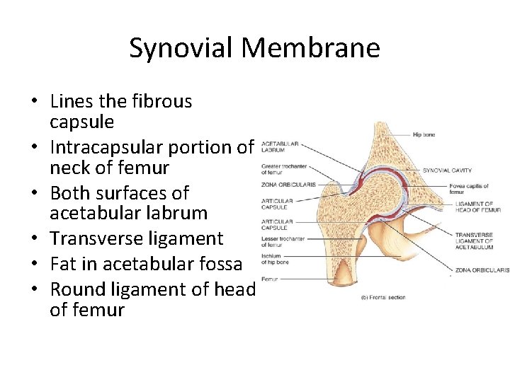 Synovial Membrane • Lines the fibrous capsule • Intracapsular portion of neck of femur