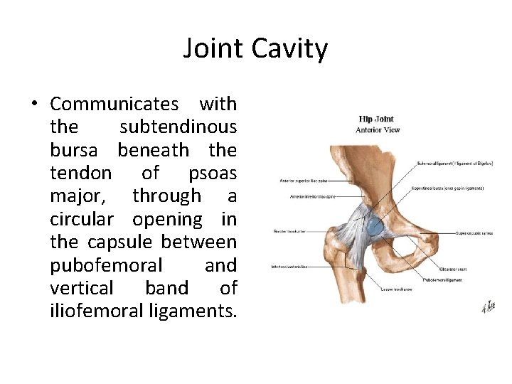 Joint Cavity • Communicates with the subtendinous bursa beneath the tendon of psoas major,