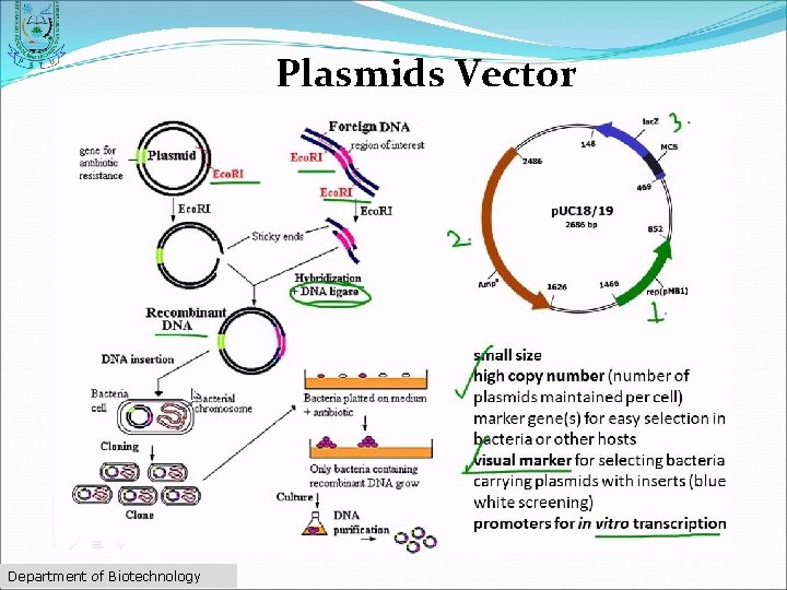 Plasmids Vector Department of Biotechnology 