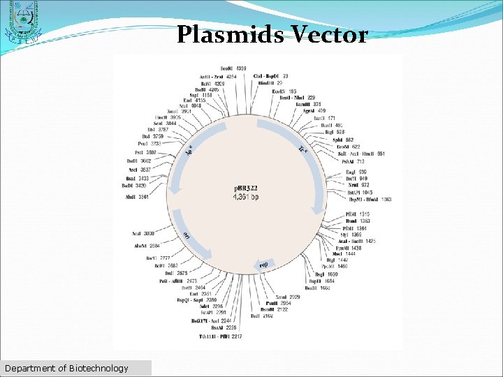 Plasmids Vector Department of Biotechnology 