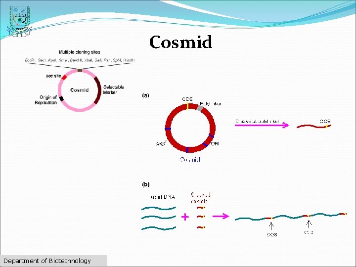Cosmid Department of Biotechnology 