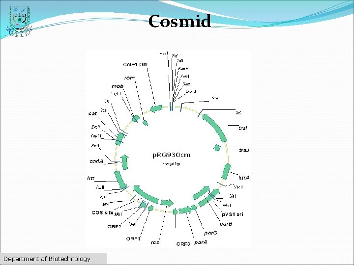 Cosmid Department of Biotechnology 