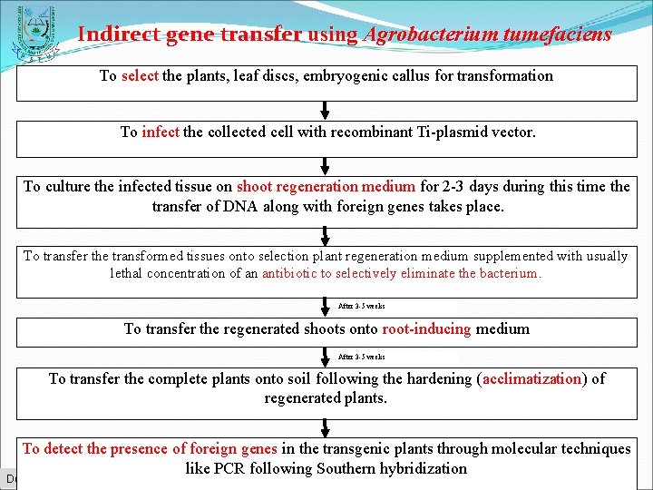 Indirect gene transfer using Agrobacterium tumefaciens To select the plants, leaf discs, embryogenic callus