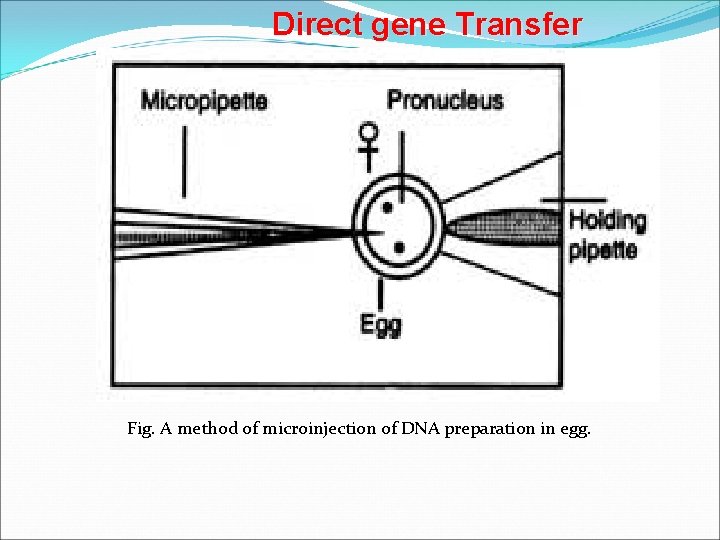 Direct gene Transfer Fig. A method of microinjection of DNA preparation in egg. 