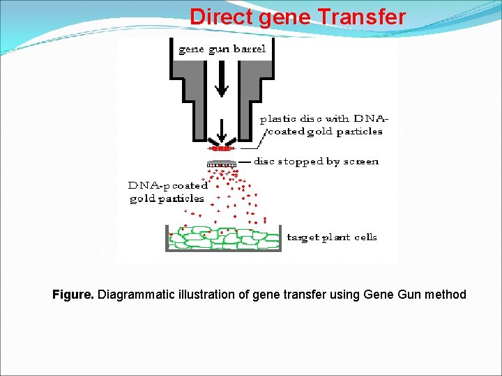 Direct gene Transfer Figure. Diagrammatic illustration of gene transfer using Gene Gun method 