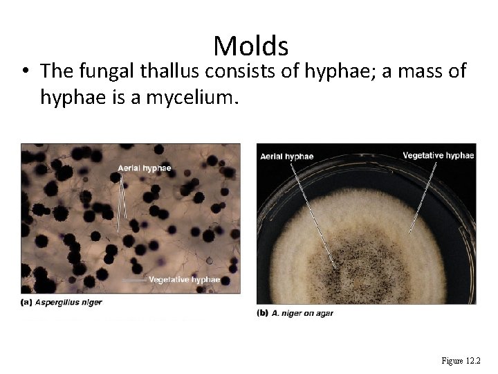 Molds • The fungal thallus consists of hyphae; a mass of hyphae is a