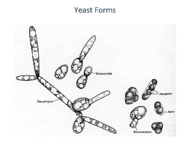 Yeast Forms 