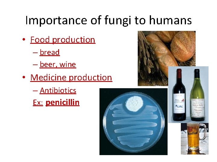 Importance of fungi to humans • Food production – bread – beer, wine •