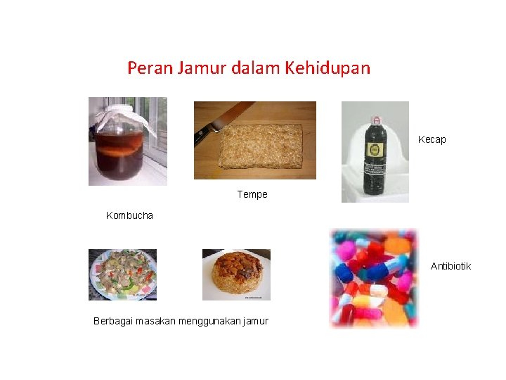 Peran Jamur dalam Kehidupan Kecap Tempe Kombucha Antibiotik Berbagai masakan menggunakan jamur 