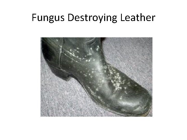 Fungus Destroying Leather 
