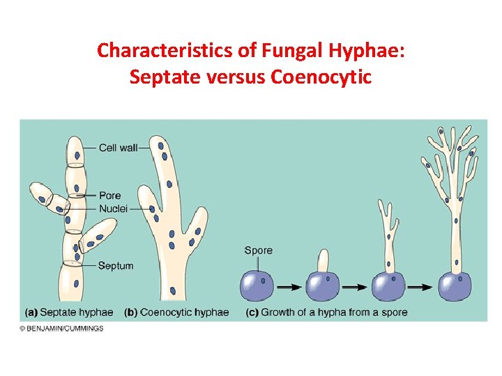 Characteristics of Fungal Hyphae: Septate versus Coenocytic 