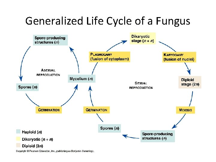 Generalized Life Cycle of a Fungus 