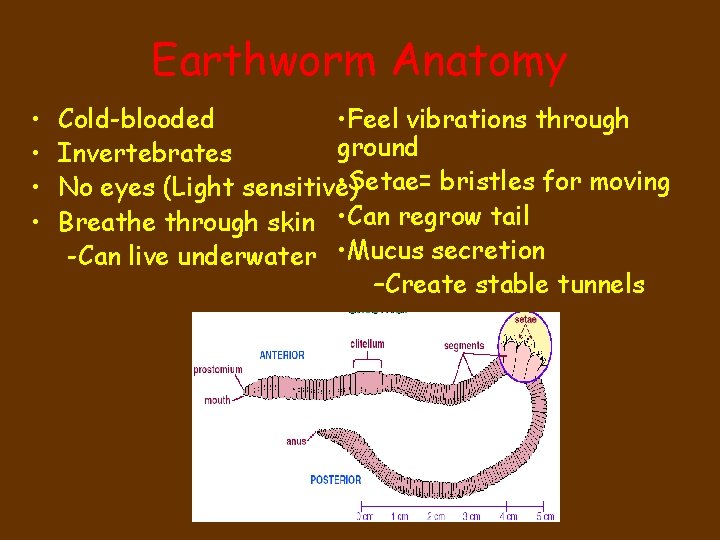 Earthworm Anatomy • • Cold-blooded • Feel vibrations through ground Invertebrates • Setae= bristles