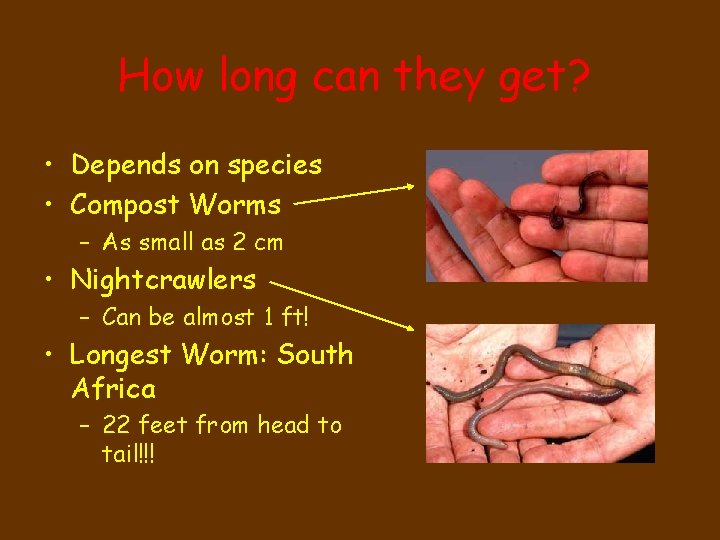 How long can they get? • Depends on species • Compost Worms – As