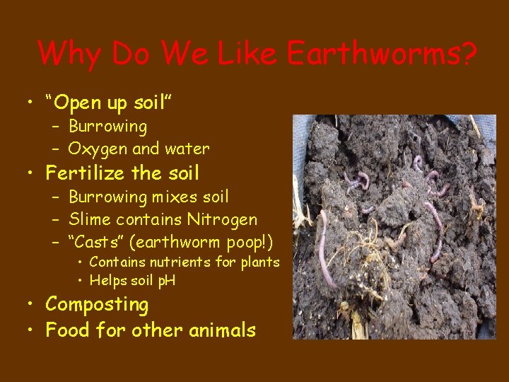 Why Do We Like Earthworms? • “Open up soil” – Burrowing – Oxygen and