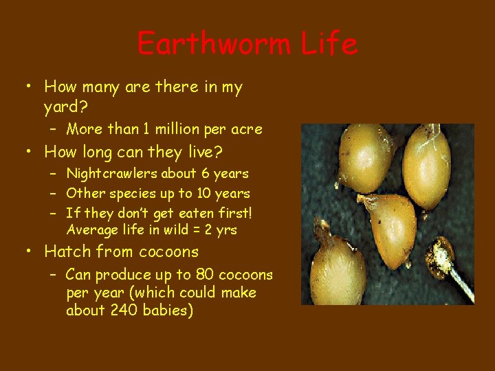 Earthworm Life • How many are there in my yard? – More than 1