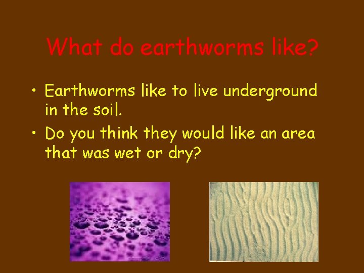 What do earthworms like? • Earthworms like to live underground in the soil. •