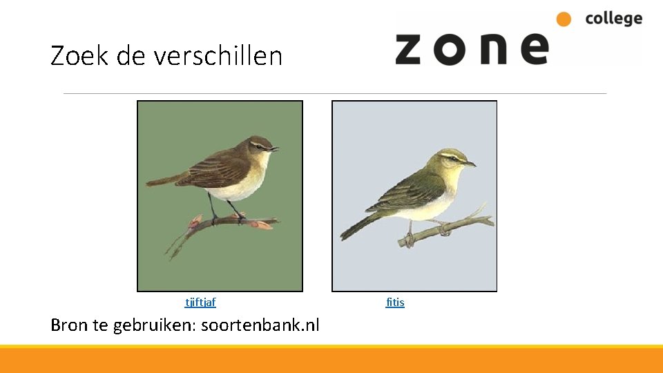 Zoek de verschillen tjiftjaf Bron te gebruiken: soortenbank. nl fitis 