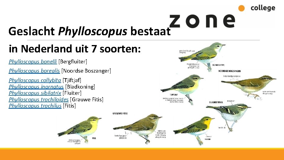 Geslacht Phylloscopus bestaat in Nederland uit 7 soorten: Phylloscopus bonelli [Bergfluiter] Phylloscopus borealis [Noordse