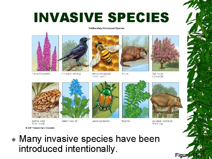 INVASIVE SPECIES Many invasive species have been introduced intentionally. Figure 11 -11 