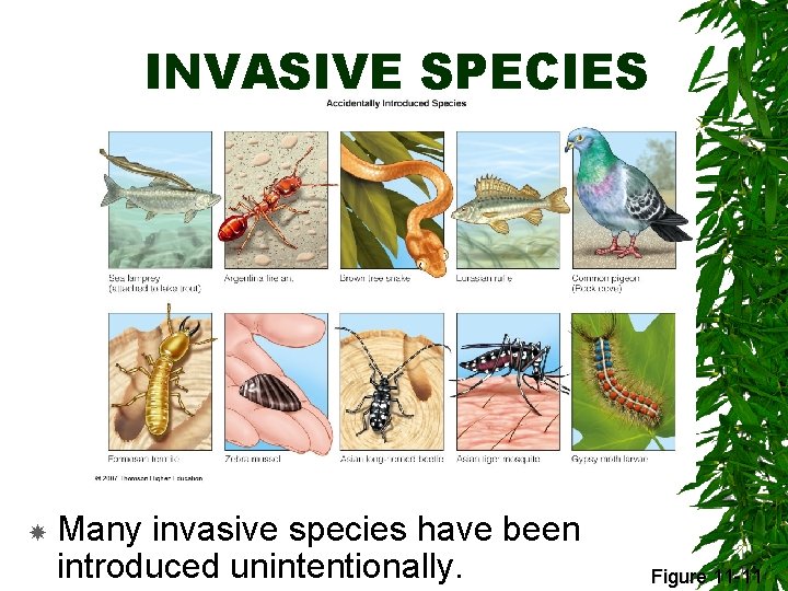 INVASIVE SPECIES Many invasive species have been introduced unintentionally. Figure 11 -11 