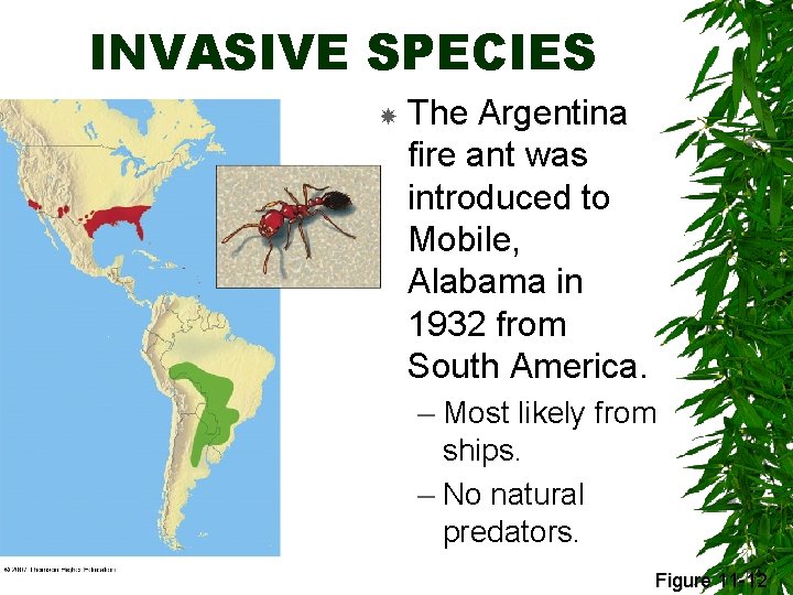 INVASIVE SPECIES The Argentina fire ant was introduced to Mobile, Alabama in 1932 from