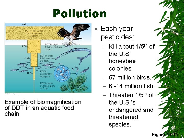 Pollution Example of biomagnification of DDT in an aquatic food chain. Each year pesticides: