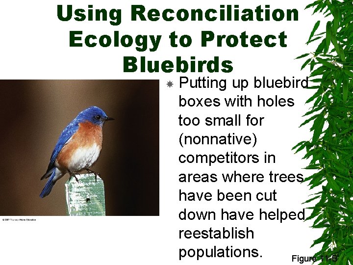 Using Reconciliation Ecology to Protect Bluebirds Putting up bluebird boxes with holes too small