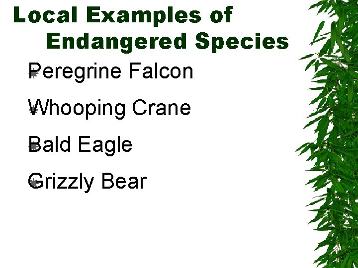 Local Examples of Endangered Species Peregrine Falcon Whooping Bald Crane Eagle Grizzly Bear 