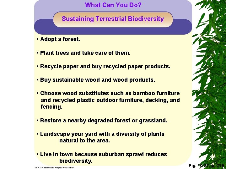 What Can You Do? Sustaining Terrestrial Biodiversity • Adopt a forest. • Plant trees