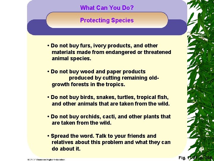 What Can You Do? Protecting Species • Do not buy furs, ivory products, and