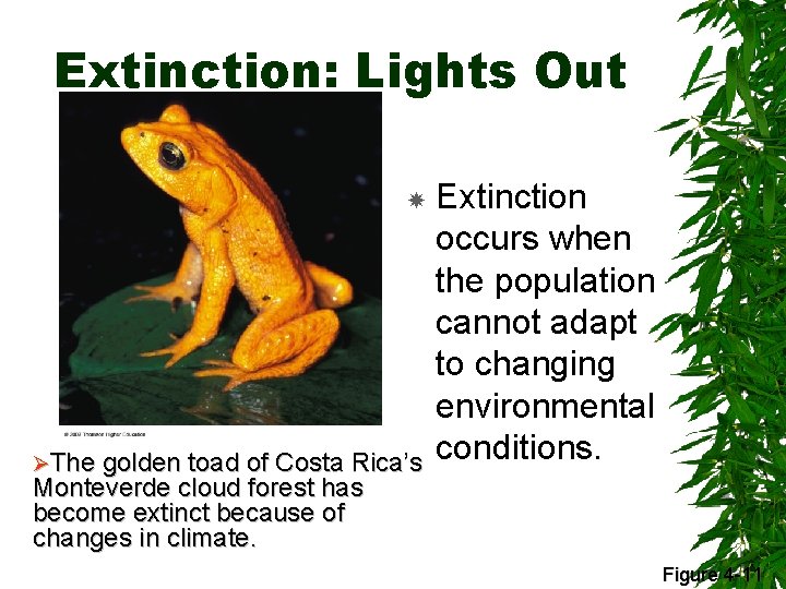 Extinction: Lights Out ØThe golden toad of Costa Rica’s Extinction occurs when the population