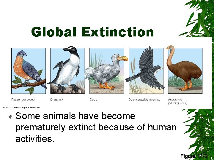 Global Extinction Some animals have become prematurely extinct because of human activities. Figure 11