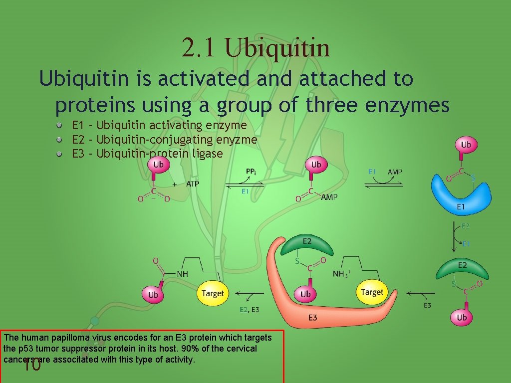 2. 1 Ubiquitin is activated and attached to proteins using a group of three