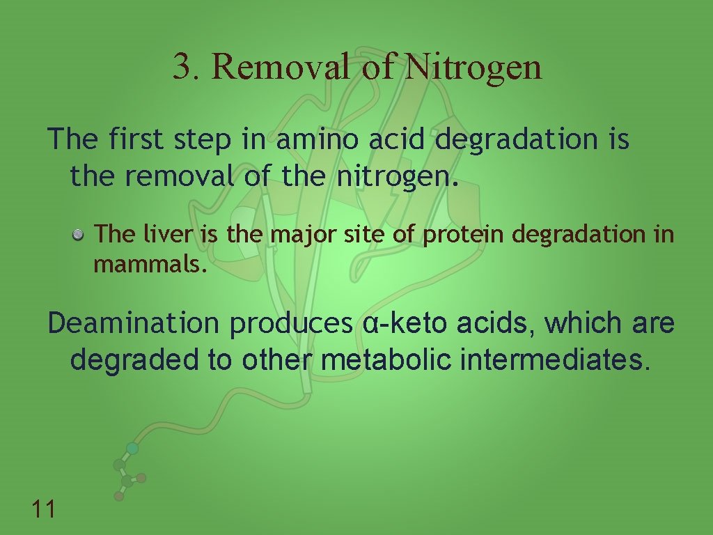 3. Removal of Nitrogen The first step in amino acid degradation is the removal