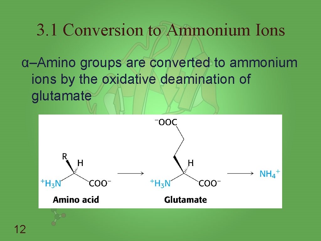 3. 1 Conversion to Ammonium Ions α–Amino groups are converted to ammonium ions by