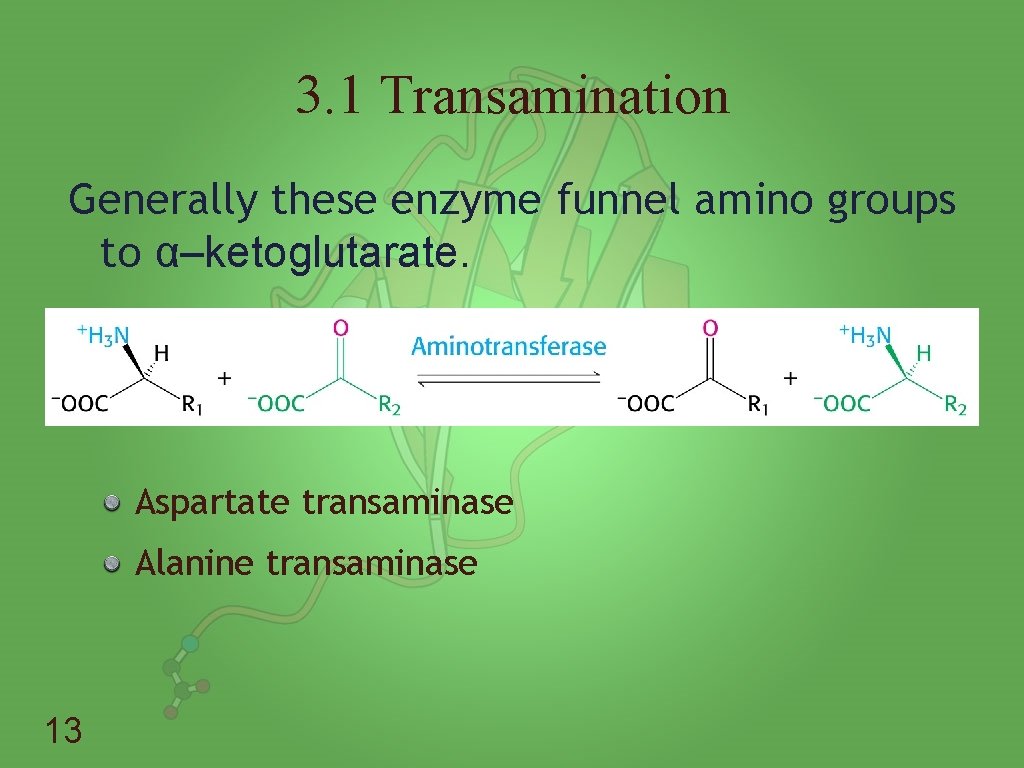 3. 1 Transamination Generally these enzyme funnel amino groups to α–ketoglutarate. Aspartate transaminase Alanine