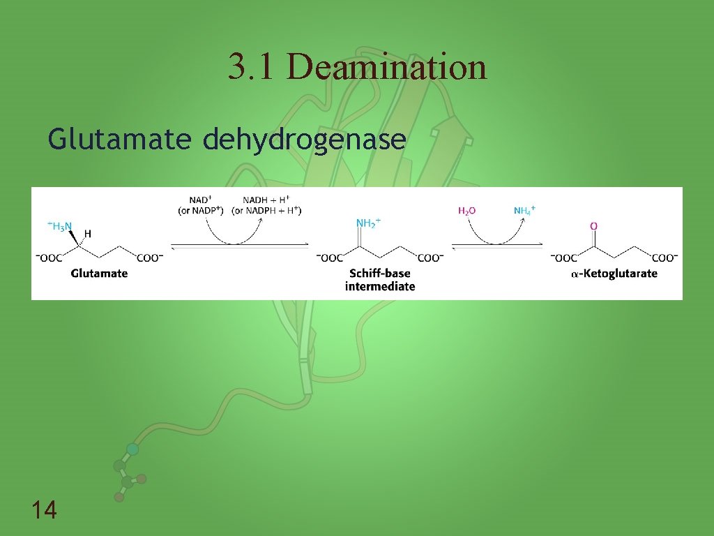 3. 1 Deamination Glutamate dehydrogenase 14 