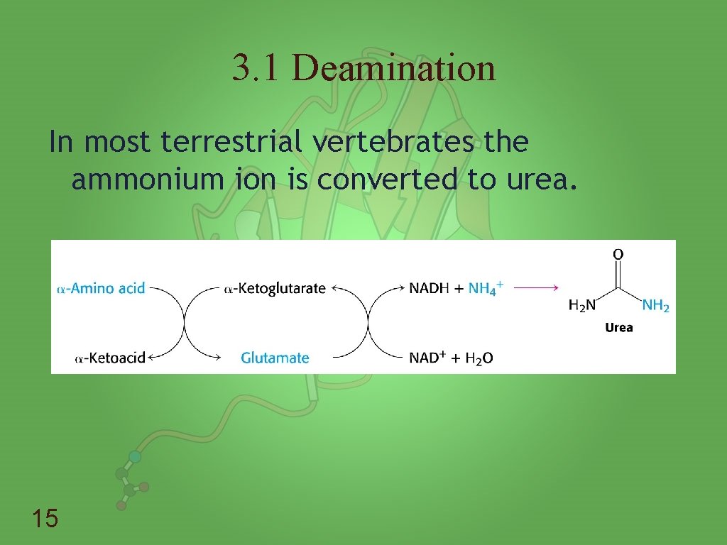 3. 1 Deamination In most terrestrial vertebrates the ammonium ion is converted to urea.