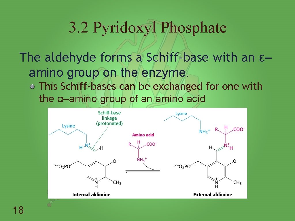 3. 2 Pyridoxyl Phosphate The aldehyde forms a Schiff–base with an ε– amino group